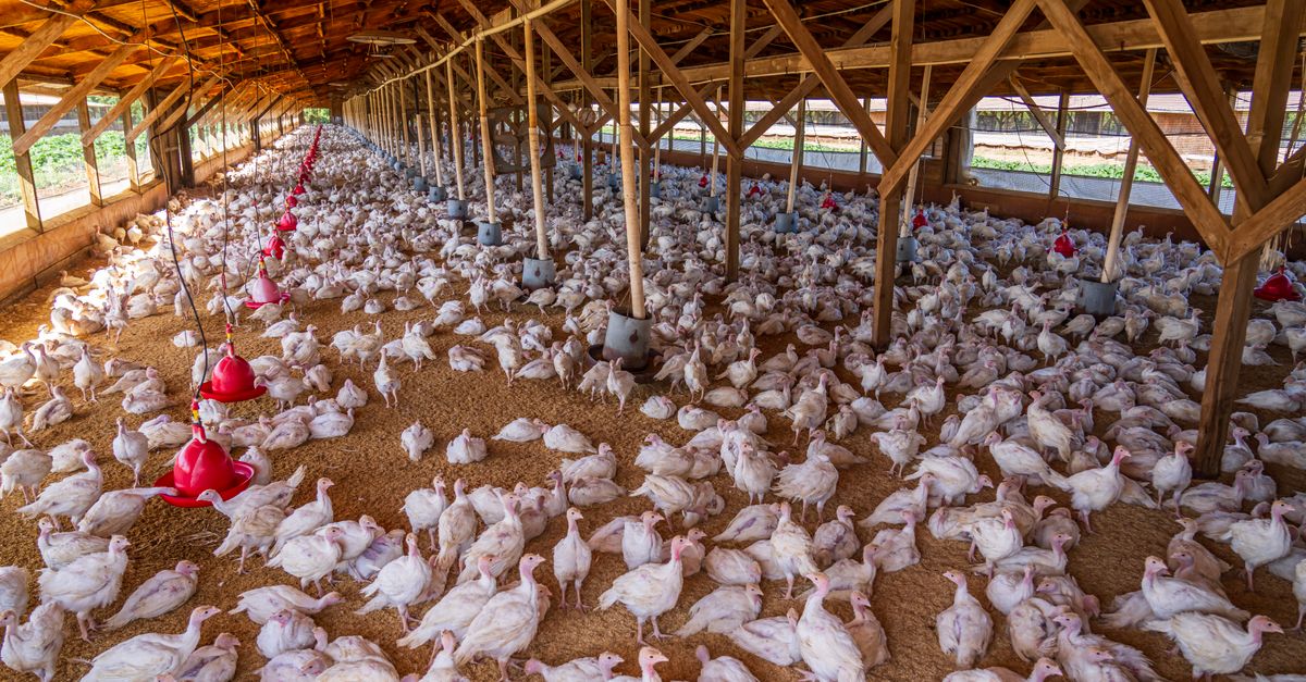 Wide-angle view of chickens inside a large indoor poultry farm with natural lighting.